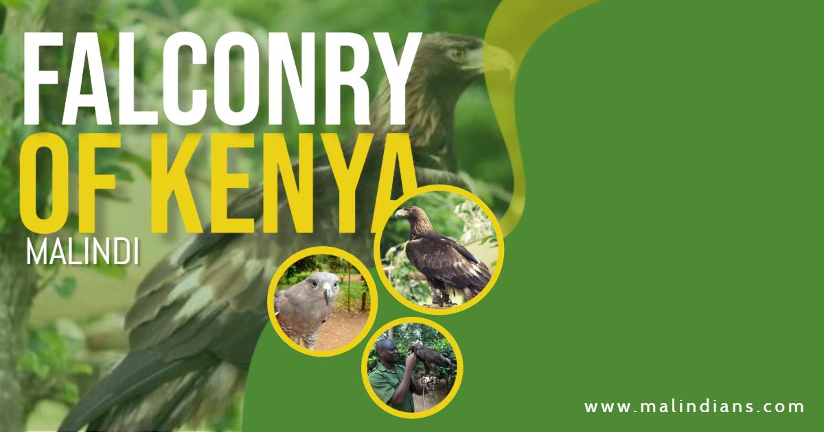 Falconry of Kenya – Malindi