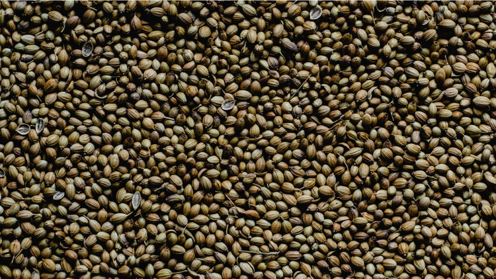 coriander (dania) Seeds