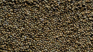 coriander (dania) Seeds
