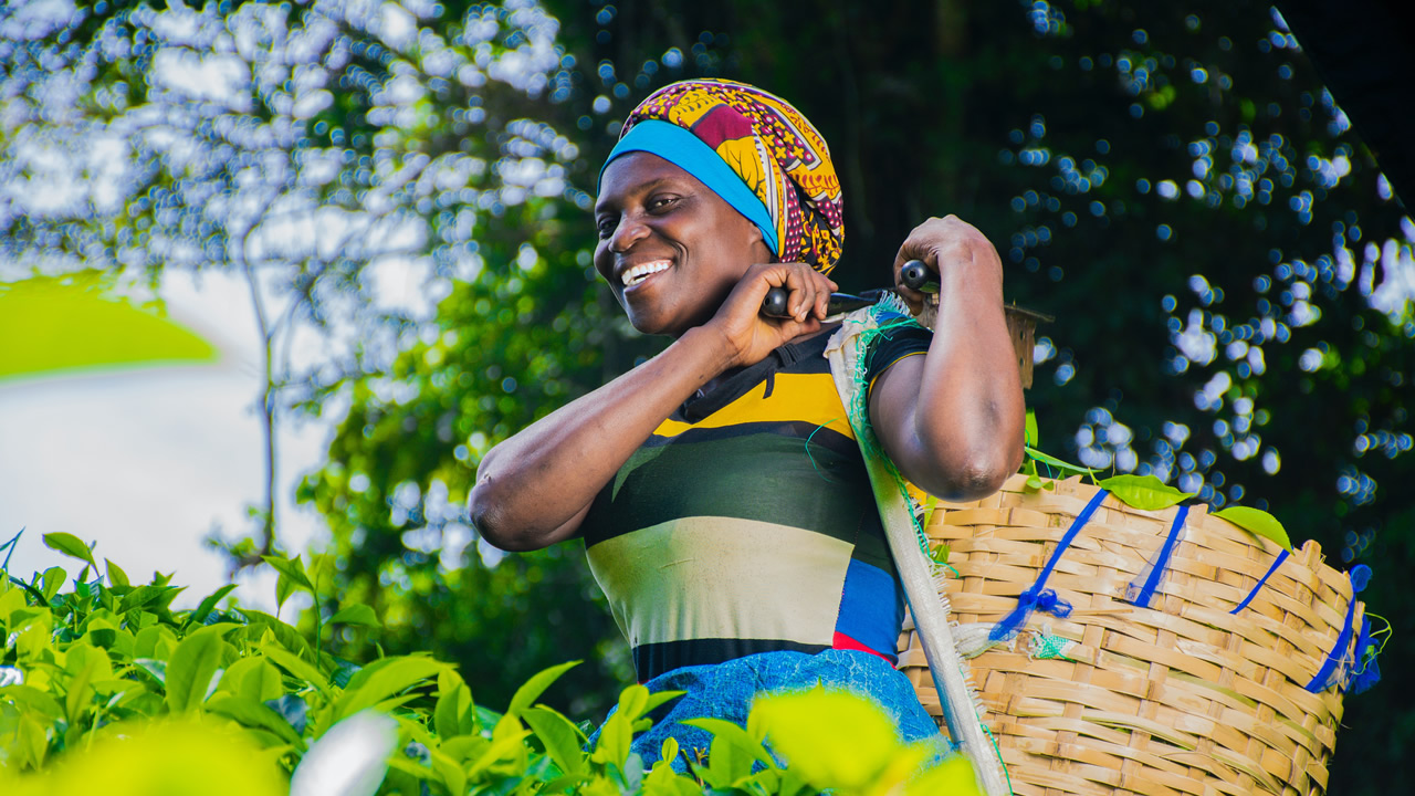 majani chai Kenya