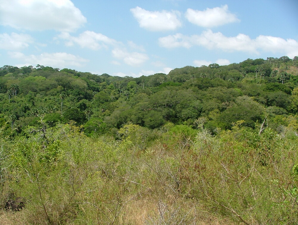 Sacred Mijikenda Kaya Forests (Kenya)