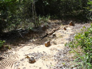 Sacred Mijikenda Kaya Forests (Kenya)