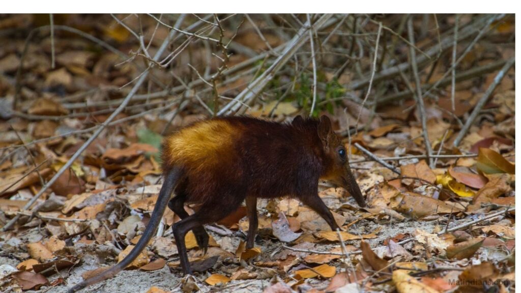 Wildlife in Arabuko Sokoke Forest Reserve Home of the Golden-Rumped Elephant Shrew