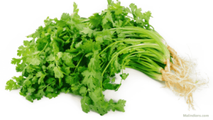 fresh coriander (fresh dania) on a white background